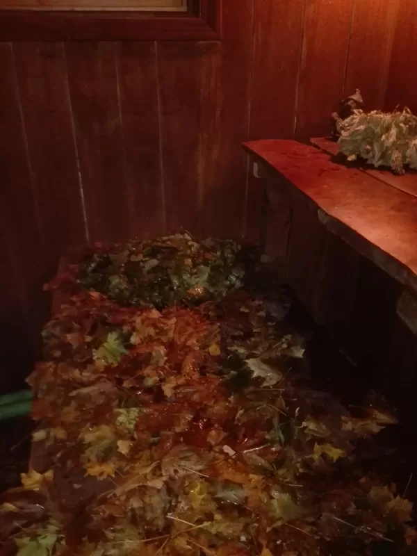 kļavu zelts uz lāvas